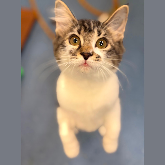 Photo of Ember 