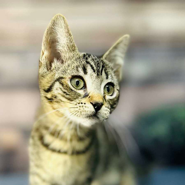 Photo of Apollo   Meet Me In Preston