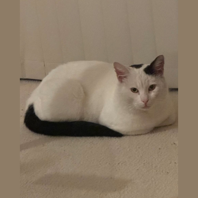 Photo of Bosco