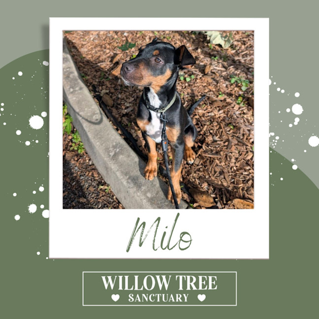 Photo of Milo