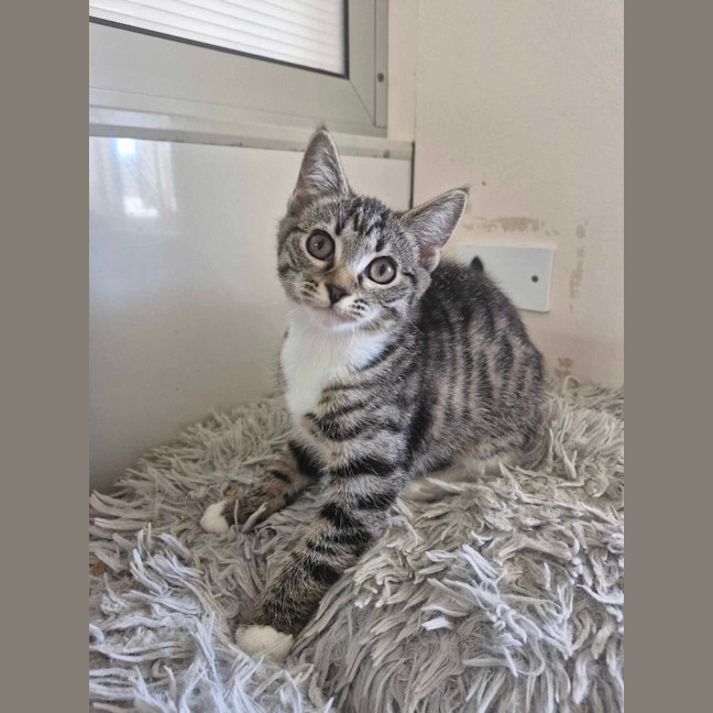 Photo of Caramel   Burnie