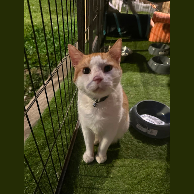 Photo of Biscuit
