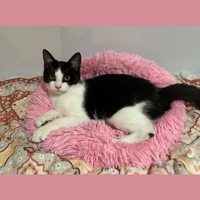 Photo of Postman Cat