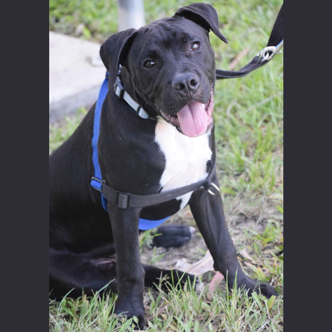 Photo of Chopper
