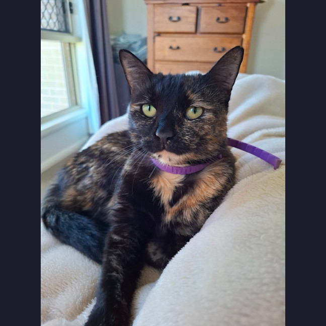 Photo of Star