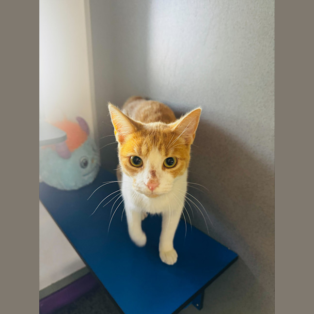 Photo of Maple