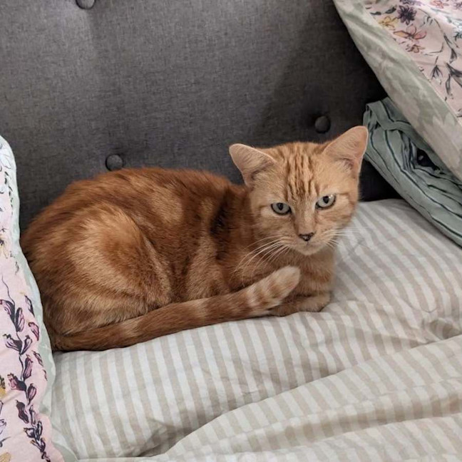 Photo of Peanut