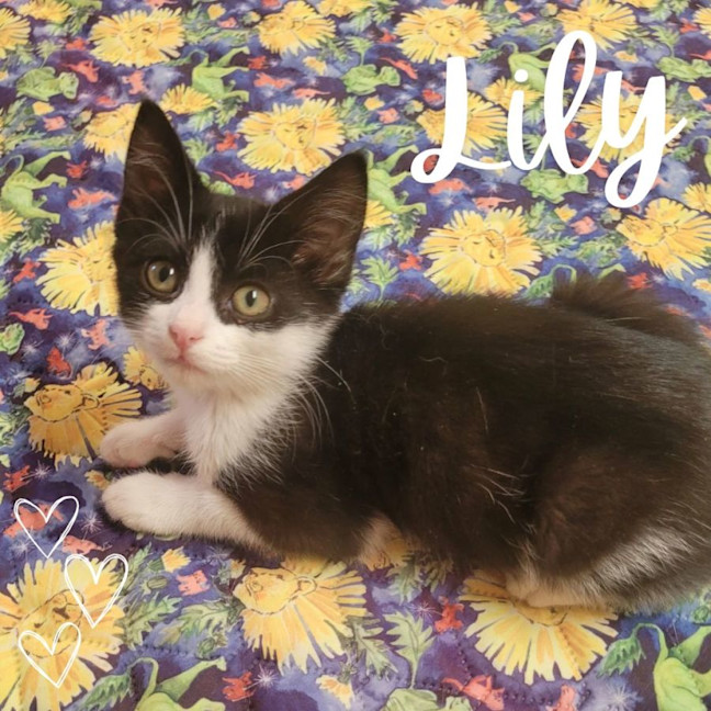 Photo of 🌸 Lily 🌸