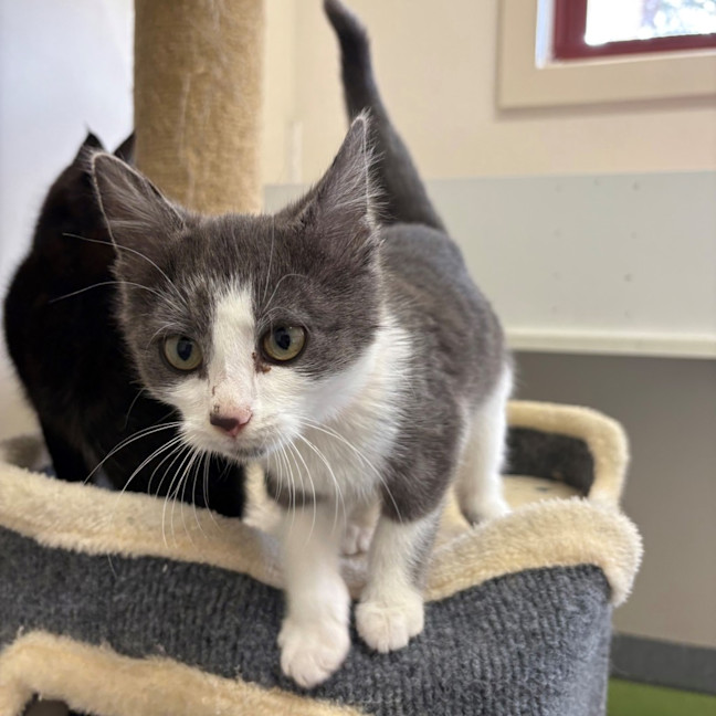 Photo of Tomato Sauce