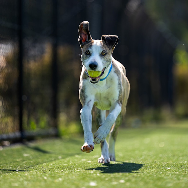 Photo of Novak Imp 2564