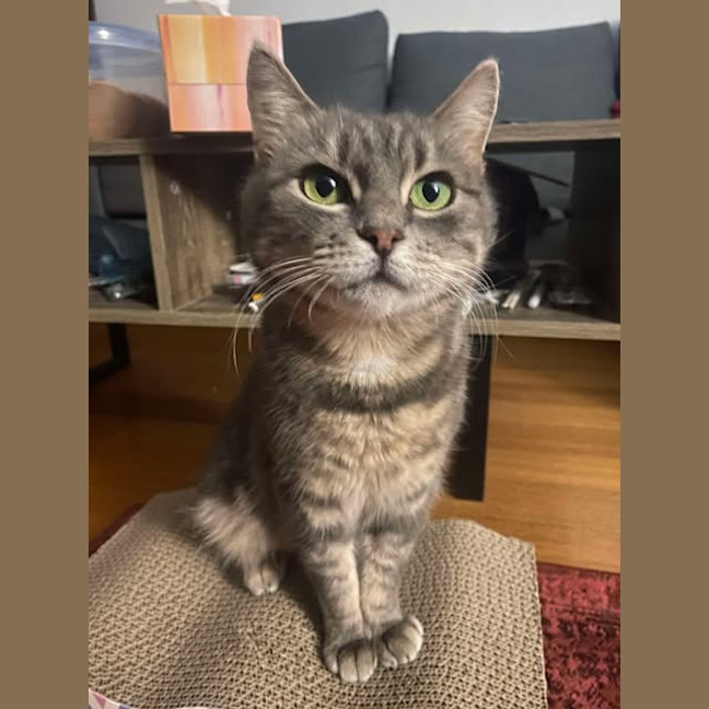 Photo of Gracie