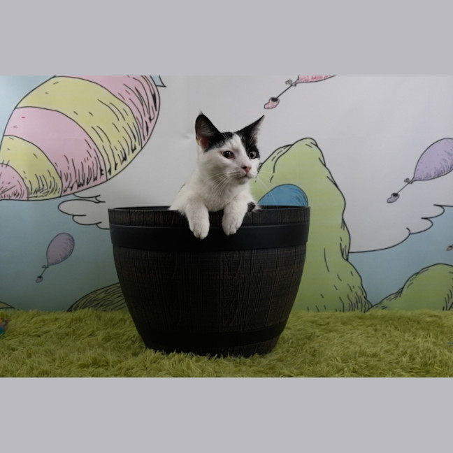 Photo of Sir Pounce A Lot