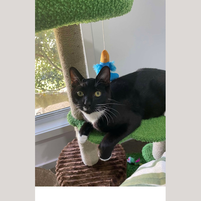 Photo of Binx