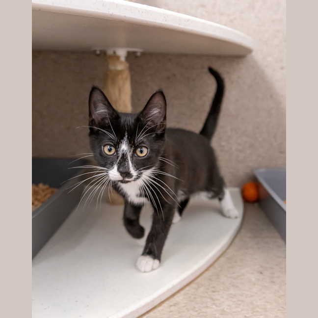 Photo of Mike Wazowski