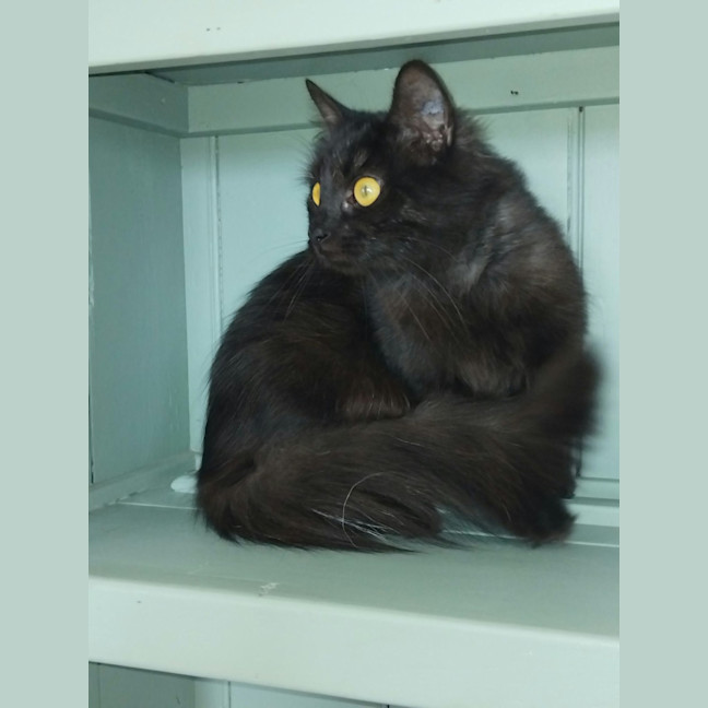 Photo of Bella