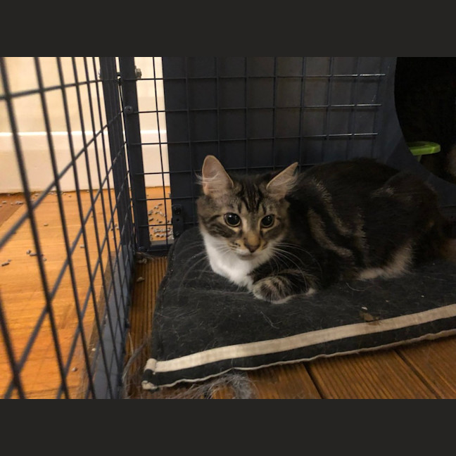 Photo of Truffle