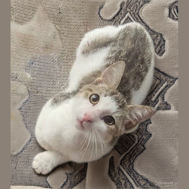 Photo of Patch