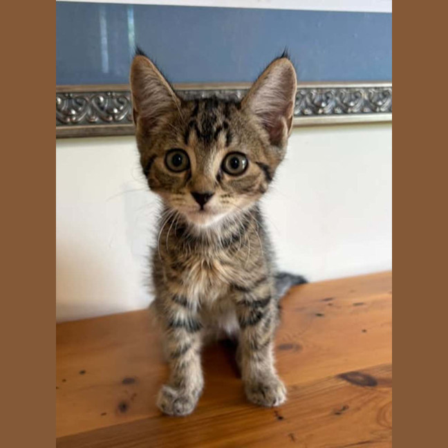 Photo of Tiger