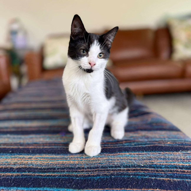 Photo of Aj   Located In Eltham