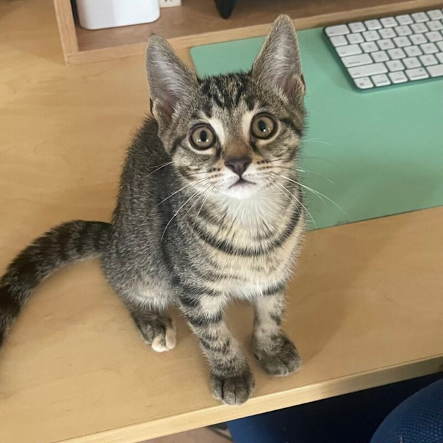 Photo of Cleo