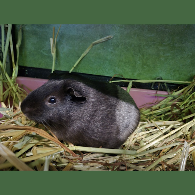 Photo of Isabella (Bonded With Alexandria)