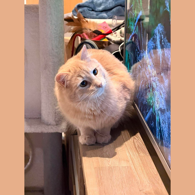Photo of Paw Paw