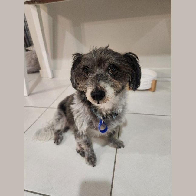 Photo of Charlie   9 Year Old Silky Terrier X