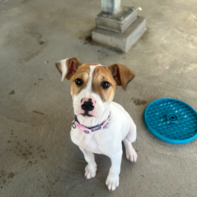 Photo of Juniper