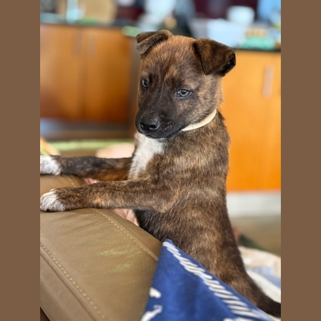 Photo of Archie
