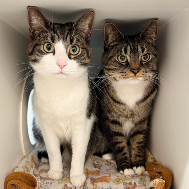 Photo of Mango And Lychee