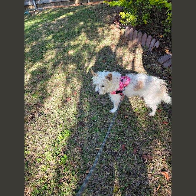 Photo of Toto