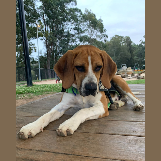 Photo of Bruce   7 Month Old Beagle (Trial)