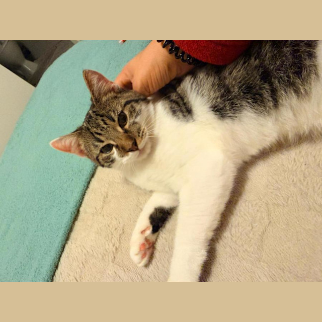 Photo of Cookie