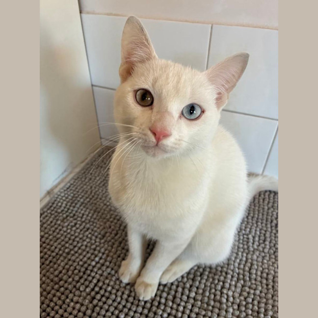 Photo of Caju* 9 Lives Rescue*💛