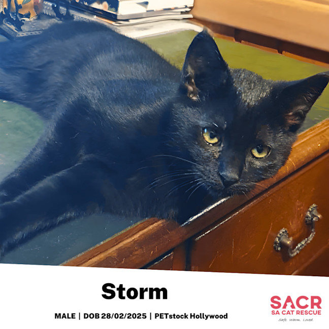 Photo of Storm