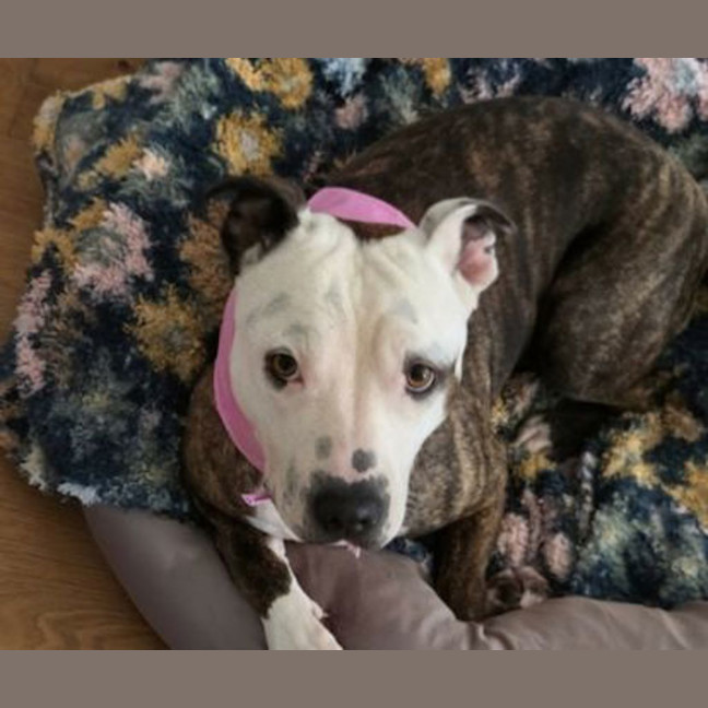 Photo of Lovey