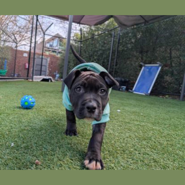 Photo of Juno