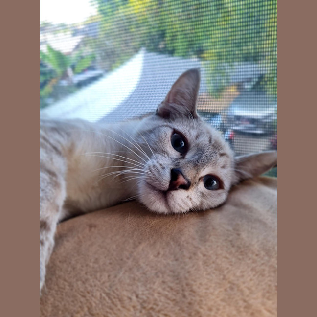 Photo of Sergeant Sprinkles