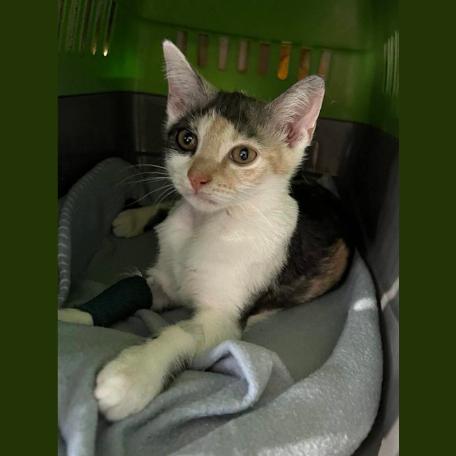 Photo of Lilith