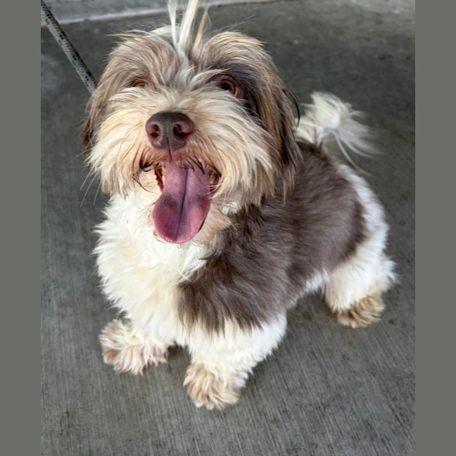Photo of Milo