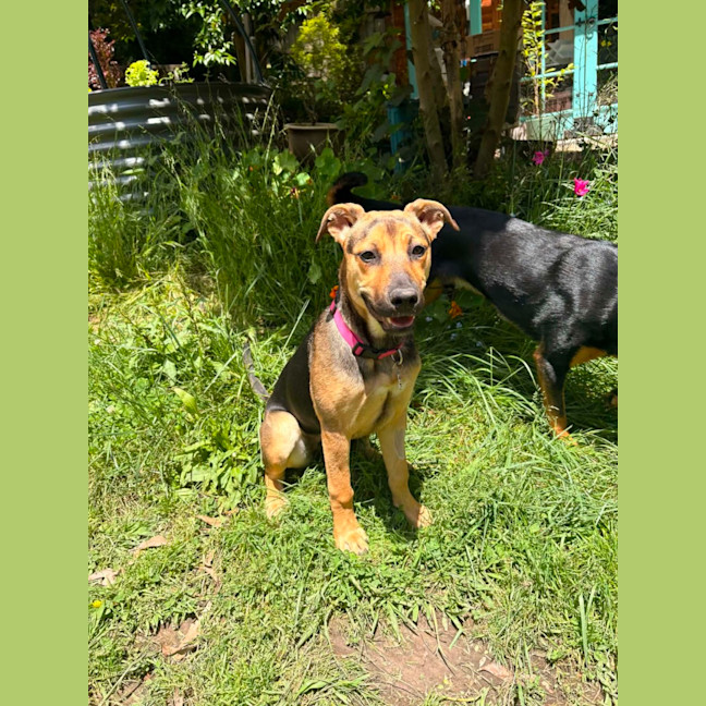 Photo of Lacey