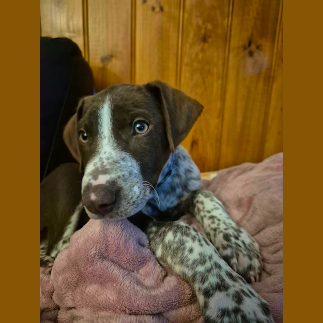 Photo of Dusty