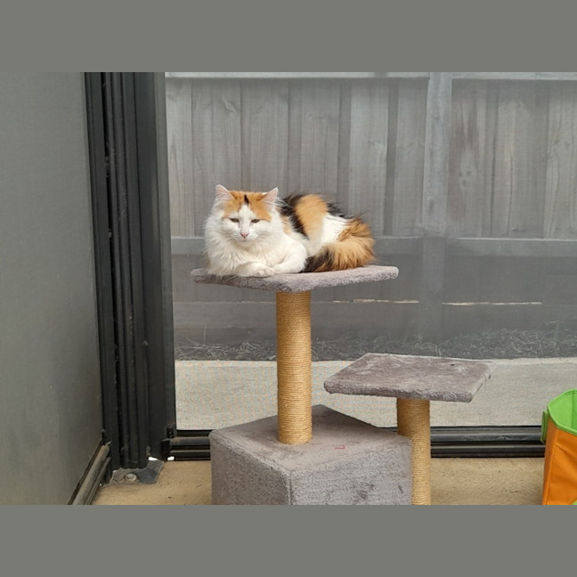 Photo of Luna & Sage