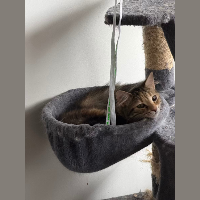 Photo of Hissy Elliot *9 Lives Project Rescue*