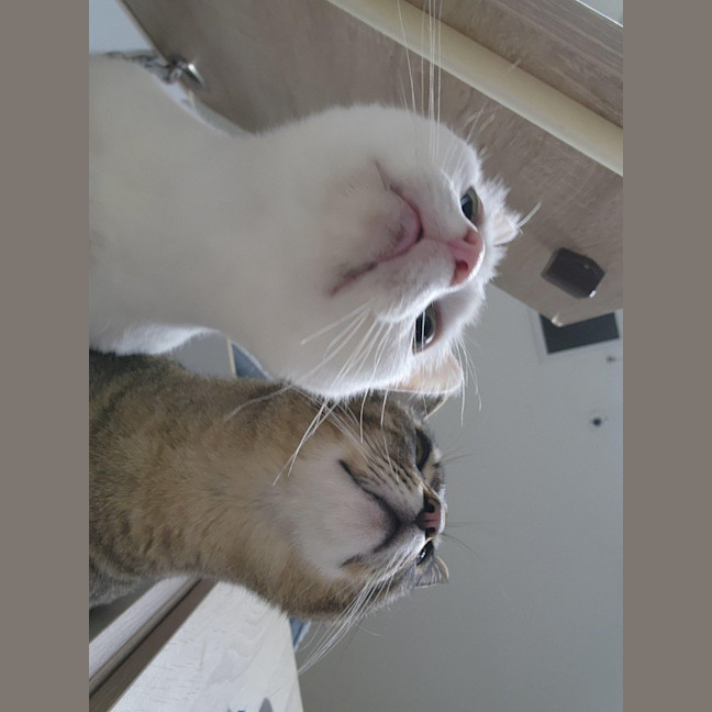 Photo of 🫶 Finn 6713 🫶