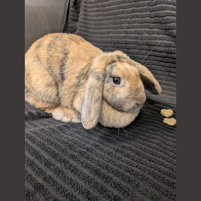 Photo of Miffy