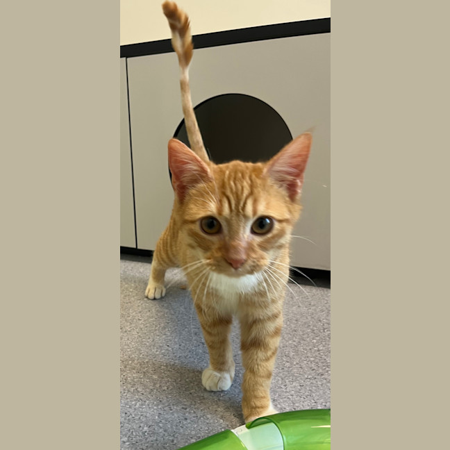 Photo of David Guetta (Bonded With Calvin Harris)