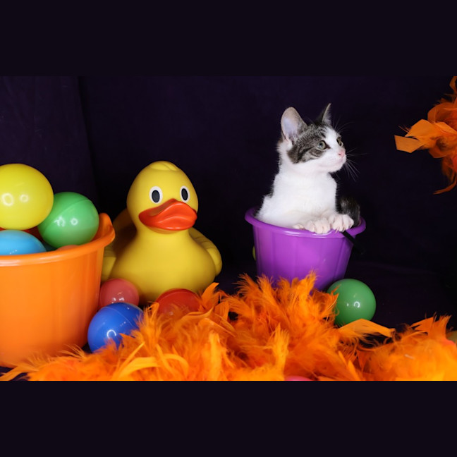 Photo of Thimble