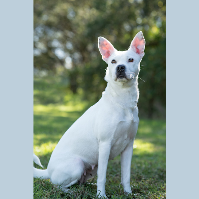 Photo of Casper