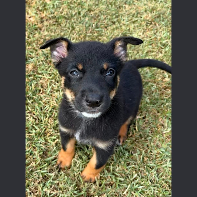Photo of Bondi   7 Week Old Cattle Dog X Kelpie